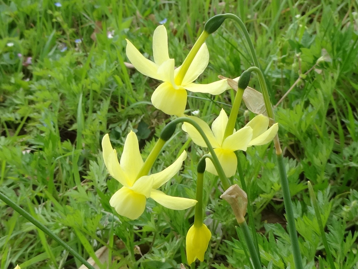 Narcissus assoanus (Amaryllidaceae)